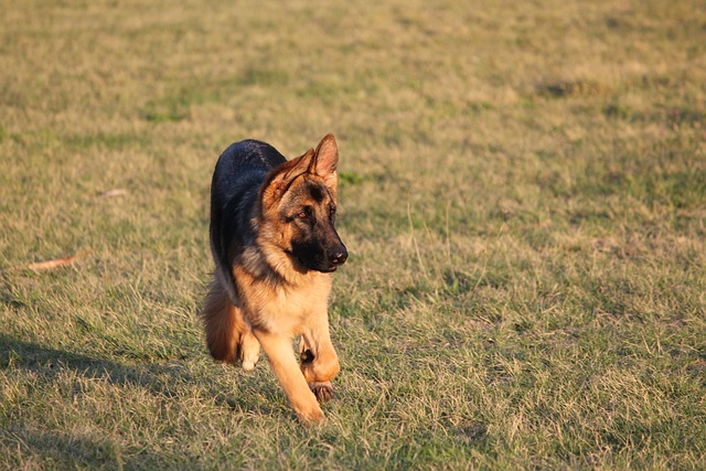 Free Dog Alsatian photo and picture