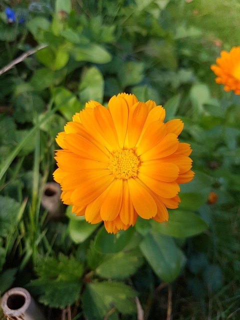 Free Flower Flower Wallpaper photo and picture