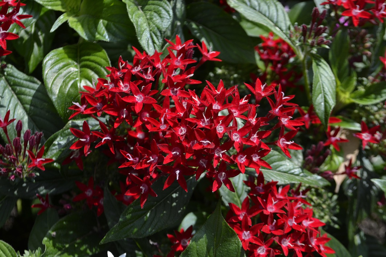 red flowers, leaves, botanical garden, bloom, blossom, petals, colorful, natural, spring, plant, flora, botanical, decoration, foliage, red, flower, garden, wildflower, summer, leaf, green, meadow, blooming, blossoming, blossomy, botanic, dendritic, efflorescent, flower-patterned, flowery, herbaceous, sylvan, rose flower, verdant, heavenly, surprise, get well, roses, unique, beautiful flowers, planted, seed, rich, plenty, bouquets, colors, beauty, flower background, beautiful, flower wallpaper, lovers, loving, friends, forgiveness, forgive, rose, petal, design, romantic, fresh, pattern, botany, season, nature, gardening, springtime, growth, seasonal, color, pollen, outdoor, soft, macro, burgundy, maroon, organic, grass, growing, life, life cycle, lotus flower, orchid, peonies, tulips, hydrangea