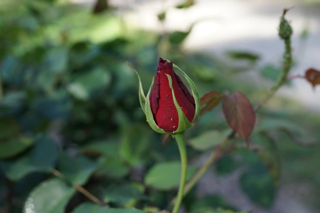 Capullo Rosa Capullo De Rosa Bloom Futuro - Foto gratis en Pixabay - Pixabay