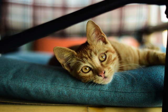 Free Cat Animal photo and picture