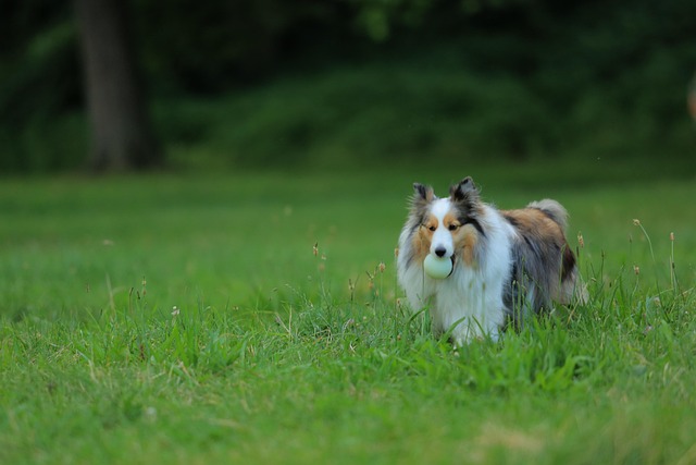 Free Dog Training photo and picture