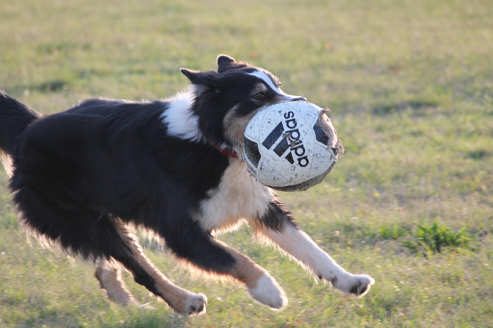 Perro, Collie, Bola, Jugar, Capturas, Mascota, Dogpark