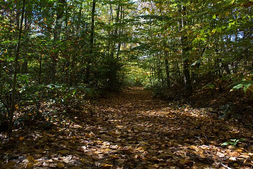 Hojas De Otoño, Sendero, Bosque, Rastro