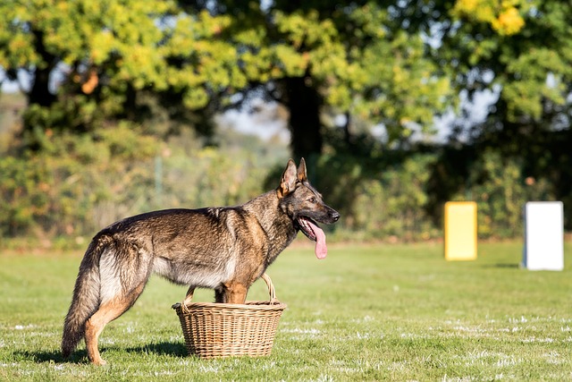 Free Dog German Shepherd photo and picture