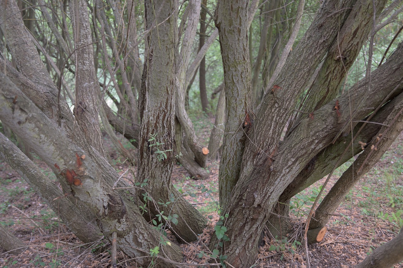 Trunk Trees Field Free photo on Pixabay Pixabay