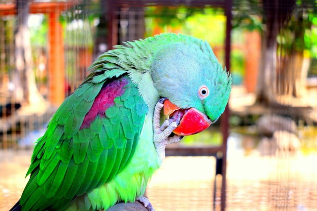 Free Parrot Birds photo and picture