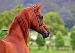 arabian, arabian horses, horses