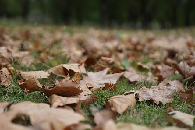 Free Maple Leaf Leaves Autumn photo and picture