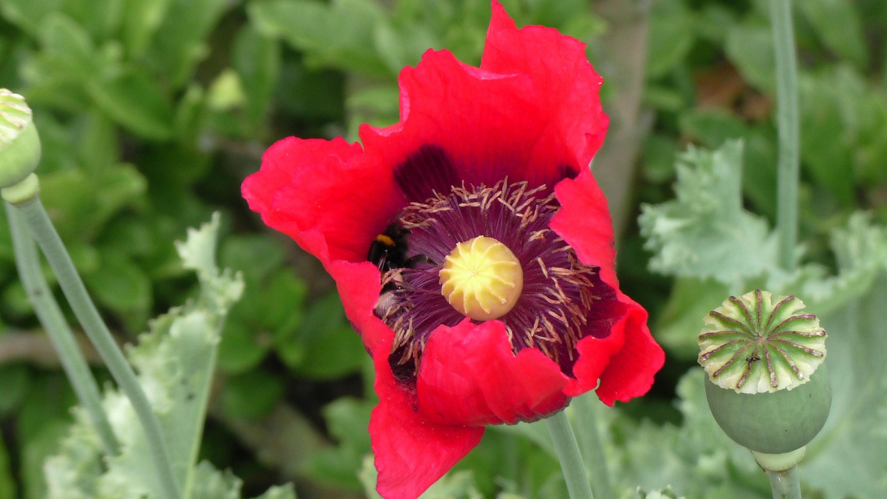 Nature Blossom Bloom - Free photo on Pixabay - Pixabay