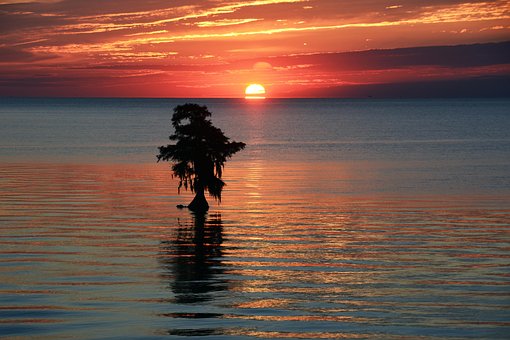 Sunrise, Tree, Sun, Water, Urlaub, Sonne