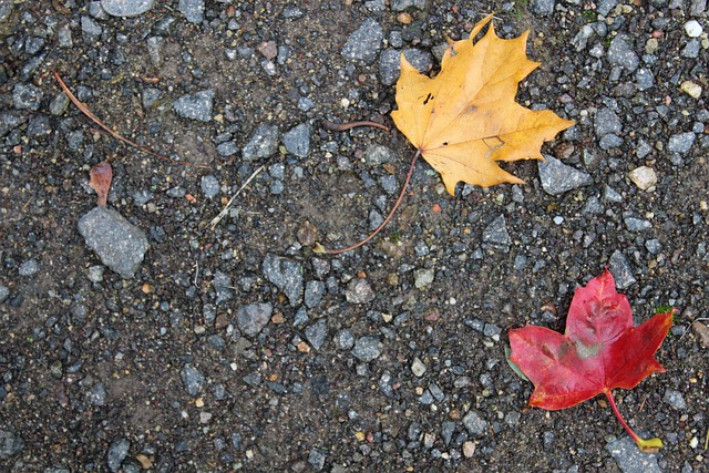 Free Fall Leaf photo and picture