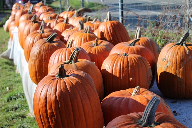 Free Pumpkin Fall photo and picture