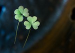 trickle, the leaves, plants