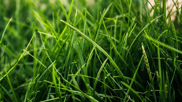 Free Grass Green photo and picture