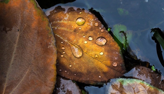 Free Leaf Leaves photo and picture
