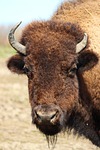 bison, animals, nature