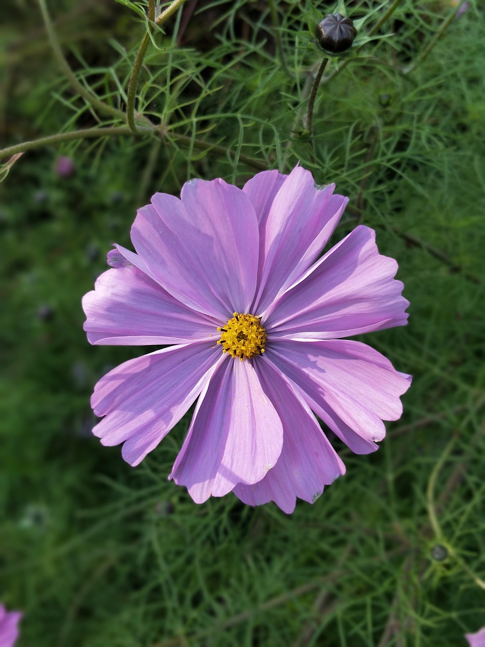 自然 花 夏天 - Pixabay上的免费照片 - Pixabay