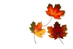 leaves, autumn, fall foliage
