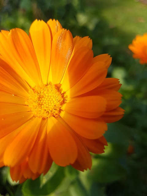 Free Flower Nature photo and picture