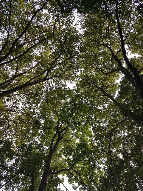 Free Tree Sky photo and picture