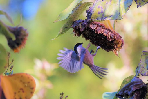 Vogel, Sonnenblume, Herbst, Nahrung