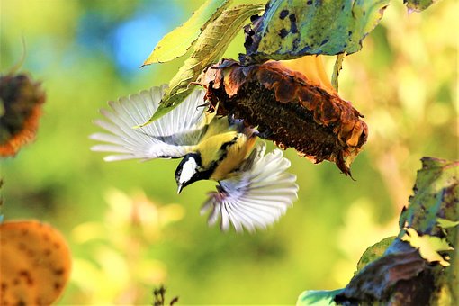 Vogel, Sonnenblume, Herbst, Nahrung