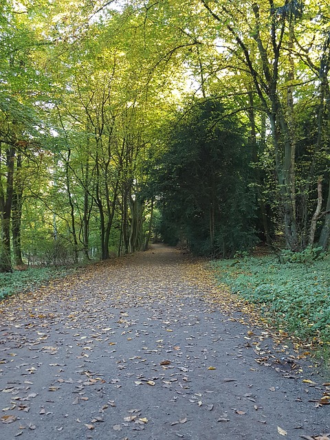 Free Autumn Forest Forest Path photo and picture