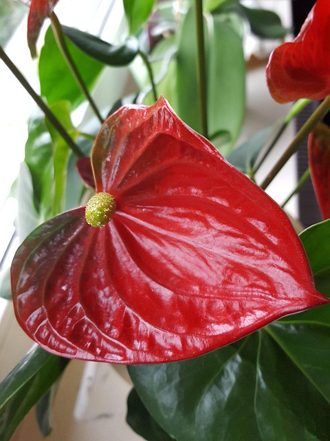 Free Anthurium Blossom photo and picture