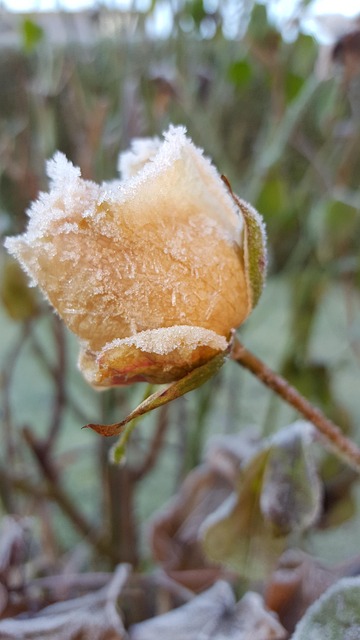 Free Hoarfrost Winter photo and picture