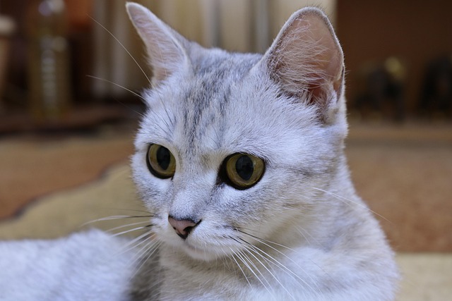Free Cat Animals photo and picture