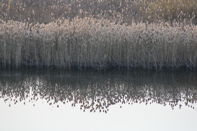 Free River Reeds photo and picture