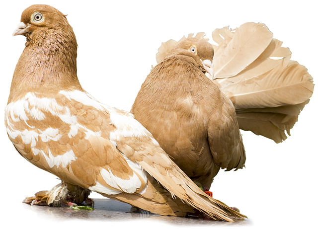 Free pigeons pigeons without a background a couple of pigeons illustration