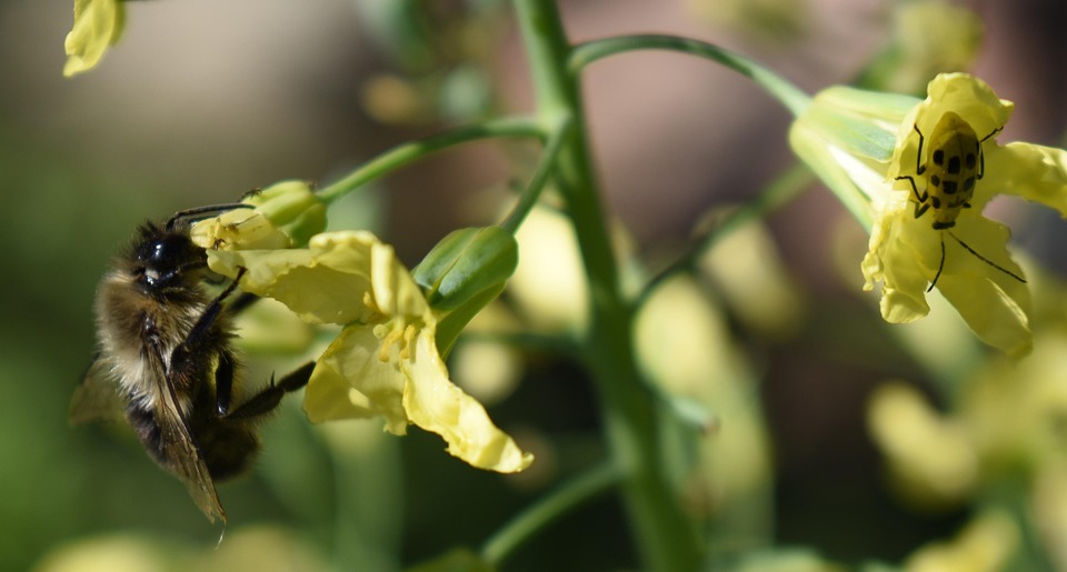 花花粉西兰花 Pixabay上的免费照片