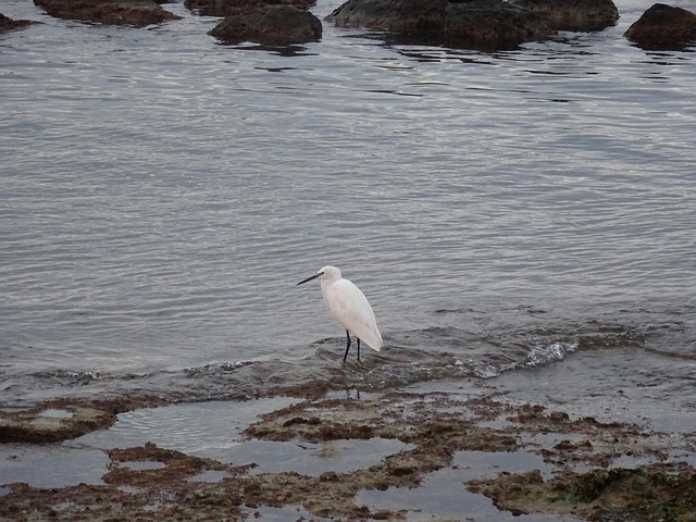 Free Sea Bird photo and picture