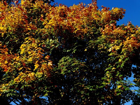 Free Fall Tree photo and picture