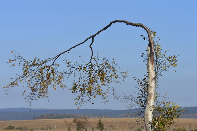 Free Birch Tree photo and picture