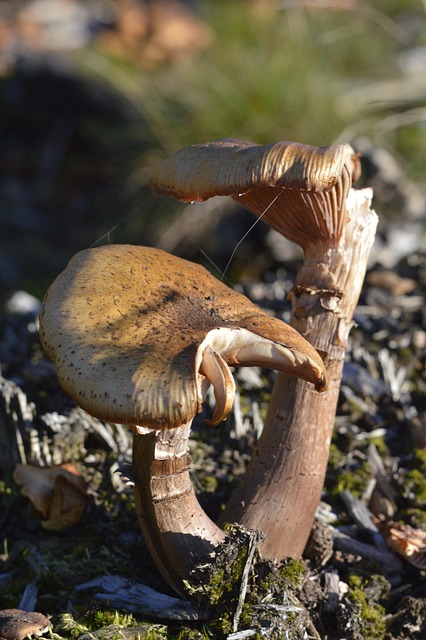 Free Mushrooms Forest photo and picture