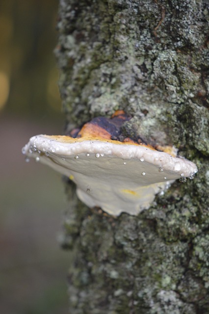 Free Tree Mushroom Waterdrop photo and picture