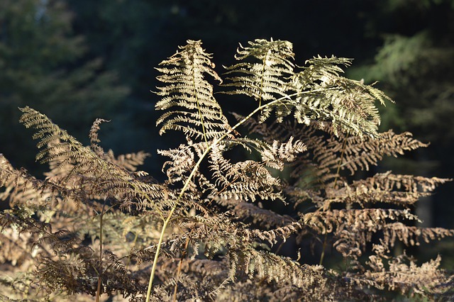 Free Fern Forest photo and picture