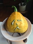 pumpkin, hubby, yellow