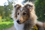 dog, bitch shetland sheepdog, pup