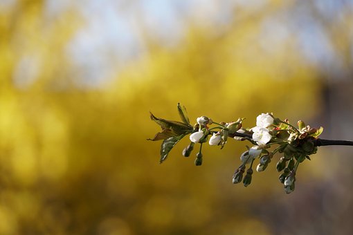 Feder, Makro, Gelb, Blumentapete, Blume