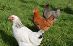 laying hens, white hen sussex, red hen