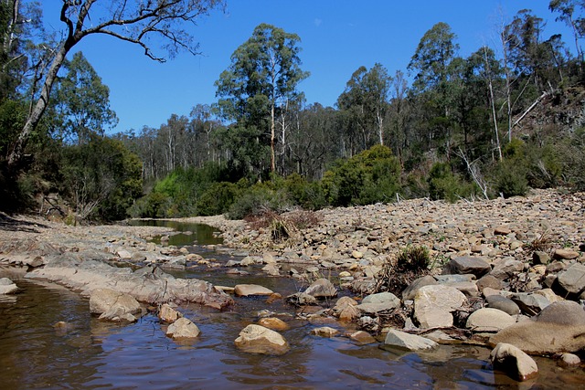 Struik, Rivier, Kreek, Rotsen, Bed, Geul