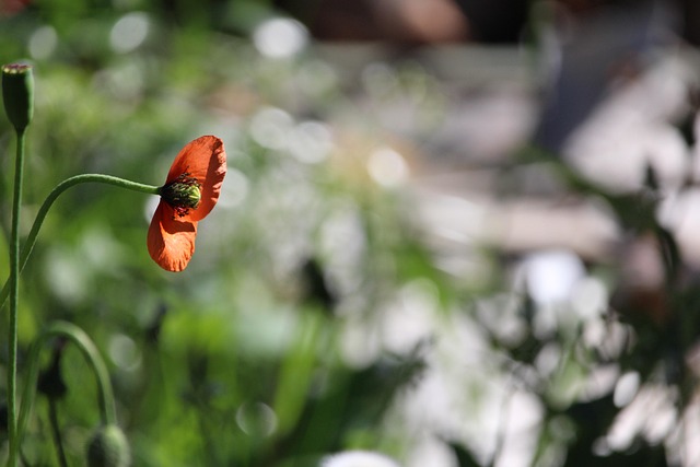 Papaver, Natuur, Mooie Bloemen