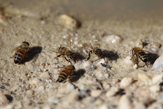 Bijen, Bij, Honing, Drankje, Insect