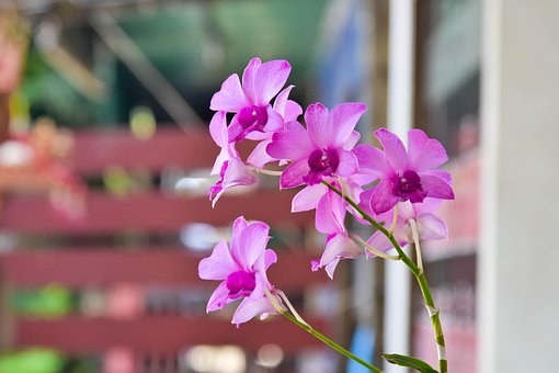 Blume, Schöne Blumen, Orchidee