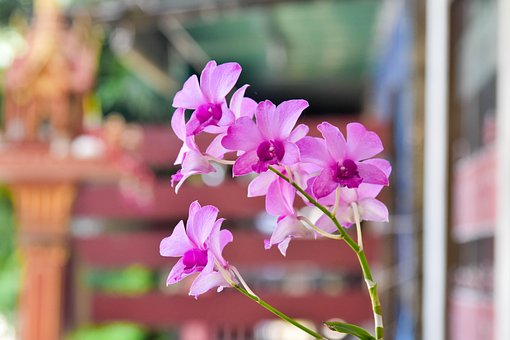 Blume, Natur, Blumen Hintergrund