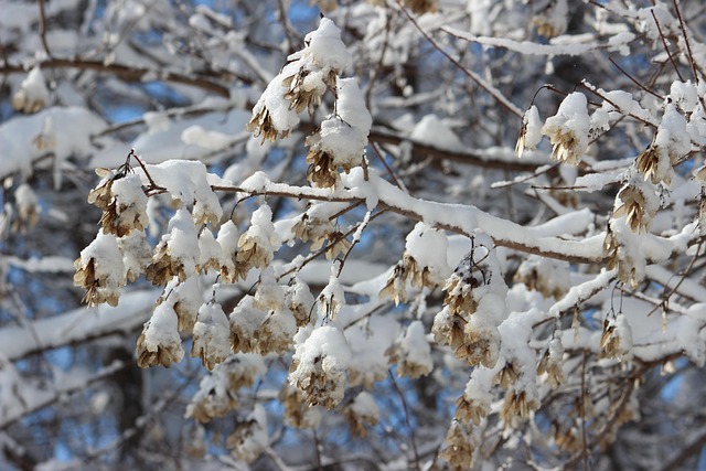 Free Snow Tree photo and picture